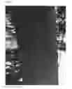 Fig. 04 - Walnut variety named 'DURHAM'