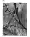 Fig. 08 - Walnut variety named 'DURHAM'