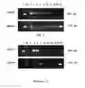 Fig. 07 - Plant and growth development, inductive resistance bio-stimulant formulation for phytopathogen virus induced disease control and method of preparation