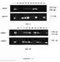 Fig. 08 - Plant and growth development, inductive resistance bio-stimulant formulation for phytopathogen virus induced disease control and method of preparation