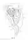 Fig. 03 - Method and device for evisceration of slaughtered poultry