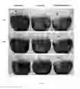 Fig. 05 - EDIBLE COATING FOR PLANT MATTER