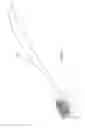 Fig. 06 - Oral care implement