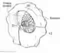 Fig. 01 - Devices, systems, and methods for reshaping a heart valve anulus, including the use of a bridge implant having an adjustable bridge stop