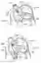 Fig. 08 - Devices, systems, and methods for reshaping a heart valve anulus, including the use of a bridge implant having an adjustable bridge stop