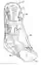 Fig. 01 - ANKLE STIRRUP
