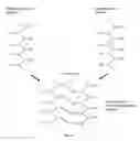 Fig. 05 - COMPOSITION COMPRISING POLYGLUCOSAMINE-GLYOXYLATE SOLUTIONS MIXED WITH HYALURONAN