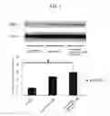 Fig. 02 - LONGEVITY GENE EXPRESSION ENHANCER