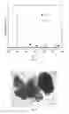 Fig. 03 - Method for coating metal nanoparticles on oxide ceramic powder surface