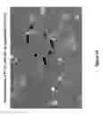 Fig. 14 - Quinazoline scaffold based compounds, pharmaceutical compositions and methods of use thereof