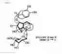 Fig. 02 - Compound isolated from Pseudolysimachion rotundum var. subintegrum, the composition comprising the same for treating allergic disease, inflammatory disease, asthma or chronic obstructive pulmonary disease and the use thereof