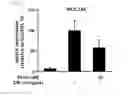 Fig. 03 - Compound isolated from Pseudolysimachion rotundum var. subintegrum, the composition comprising the same for treating allergic disease, inflammatory disease, asthma or chronic obstructive pulmonary disease and the use thereof