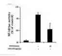 Fig. 04 - Compound isolated from Pseudolysimachion rotundum var. subintegrum, the composition comprising the same for treating allergic disease, inflammatory disease, asthma or chronic obstructive pulmonary disease and the use thereof