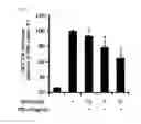 Fig. 05 - Compound isolated from Pseudolysimachion rotundum var. subintegrum, the composition comprising the same for treating allergic disease, inflammatory disease, asthma or chronic obstructive pulmonary disease and the use thereof