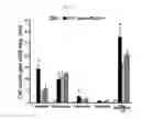 Fig. 06 - Compound isolated from Pseudolysimachion rotundum var. subintegrum, the composition comprising the same for treating allergic disease, inflammatory disease, asthma or chronic obstructive pulmonary disease and the use thereof
