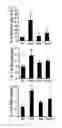 Fig. 07 - Compound isolated from Pseudolysimachion rotundum var. subintegrum, the composition comprising the same for treating allergic disease, inflammatory disease, asthma or chronic obstructive pulmonary disease and the use thereof