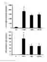 Fig. 08 - Compound isolated from Pseudolysimachion rotundum var. subintegrum, the composition comprising the same for treating allergic disease, inflammatory disease, asthma or chronic obstructive pulmonary disease and the use thereof
