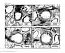 Fig. 09 - Compound isolated from Pseudolysimachion rotundum var. subintegrum, the composition comprising the same for treating allergic disease, inflammatory disease, asthma or chronic obstructive pulmonary disease and the use thereof
