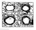 Fig. 10 - Compound isolated from Pseudolysimachion rotundum var. subintegrum, the composition comprising the same for treating allergic disease, inflammatory disease, asthma or chronic obstructive pulmonary disease and the use thereof