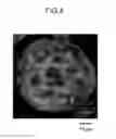Fig. 02 - Peptide for inducing multinucleation in cells, and use therefor