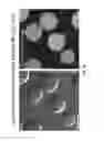 Fig. 07 - Targeted conformationally-constrained kinked endosomal disrupting peptides