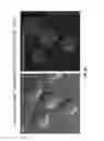 Fig. 08 - Targeted conformationally-constrained kinked endosomal disrupting peptides
