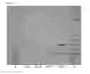 Fig. 06 - Antibody gene expression-secretion system