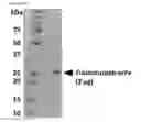 Fig. 13 - Antibody gene expression-secretion system