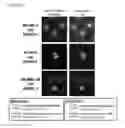 Fig. 14 - Antibody gene expression-secretion system