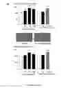 Fig. 06 - Human soluble CD146, preparation and uses thereof