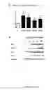 Fig. 07 - Human soluble CD146, preparation and uses thereof