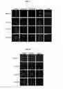 Fig. 09 - Method for positioning, in cytoplasm, antibody having complete immunoglobulin form by penetrating antibody through cell membrane, and use for same