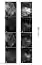 Fig. 40 - CELL CULTURE DEVICE, METHOD OF FORMING THE SAME, AND METHOD OF PARTIALLY DETACHING STEM CELLS FROM THE SAME