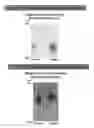 Fig. 10 - Universal, glycosylation enhancer, completely chemically defined medium formulation