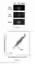 Fig. 04 - Methods and materials for activating an internal ribosome entry site in exon 5 of the DMD gene