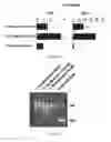 Fig. 06 - Methods and materials for activating an internal ribosome entry site in exon 5 of the DMD gene