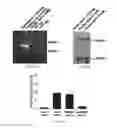 Fig. 08 - Methods and materials for activating an internal ribosome entry site in exon 5 of the DMD gene