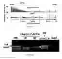 Fig. 11 - Methods and materials for activating an internal ribosome entry site in exon 5 of the DMD gene