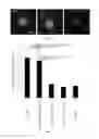 Fig. 13 - MORPHOLINOS, MORPHOLINO UPREGULATING, AND ASSOCIATED METHODS