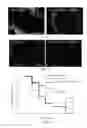 Fig. 14 - MORPHOLINOS, MORPHOLINO UPREGULATING, AND ASSOCIATED METHODS
