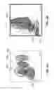 Fig. 03 - Identifying and enumerating early granulated cells (EGCs)