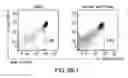 Fig. 05 - Reactive oxygen species production by myeloid-derived suppressor cells as a predictor of patient response to interferon-α therapy