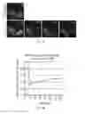 Fig. 06 - A PROTEIN TAGGING SYSTEM FOR IN VIVO SINGLE MOLECULE IMAGING AND CONTROL OF GENE TRANSCRIPTION