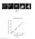 Fig. 09 - A PROTEIN TAGGING SYSTEM FOR IN VIVO SINGLE MOLECULE IMAGING AND CONTROL OF GENE TRANSCRIPTION