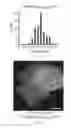 Fig. 13 - A PROTEIN TAGGING SYSTEM FOR IN VIVO SINGLE MOLECULE IMAGING AND CONTROL OF GENE TRANSCRIPTION