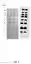 Fig. 06 - Multifunctional protein molecular weight ladders