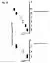 Fig. 12 - Access beacon transmission and reception schemes