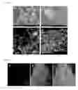 Fig. 07 - MUCOADHESIVE CARRIERS OF PARTICLES, METHOD OF PREPARATION AND USES THEREOF