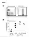 Fig. 18 - METHOD OF PRODUCING LEUKOCYTES USING PTPN2 INHIBITION FOR ADOPTIVE CELL TRANSFER