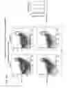 Fig. 02 - Discovery of regulatory T cells programmed to suppress an immune response